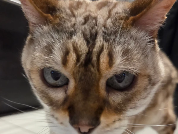 Baki, Hanma-grade heavyweight cat