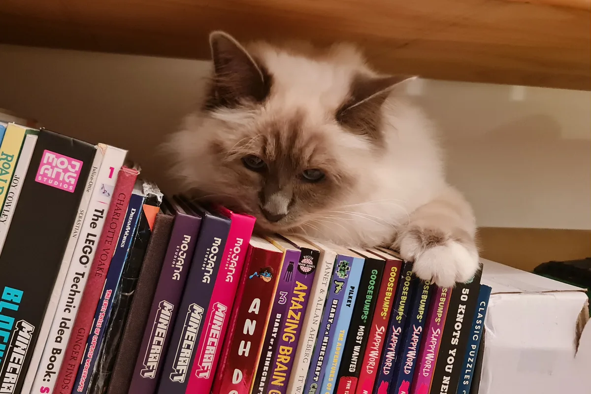 Suzy the Birman cat sleeping on a bookshelf piled with books