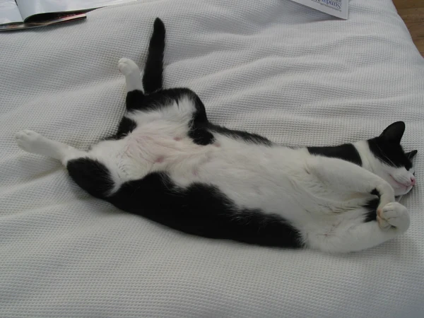 Choji, Akimichi-class heavyweight cat