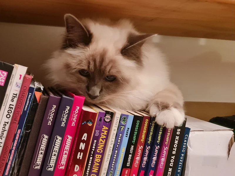 Mizuki the Moon-temple fluff cat cat lounging on a bookshelf