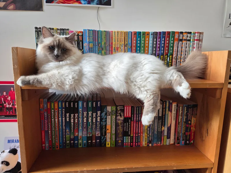 Suzy the Birman cat lounging on a bookshelf