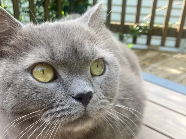 Tamaki, Host-club escape artist cat