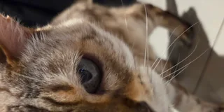 Wolfie's eyes