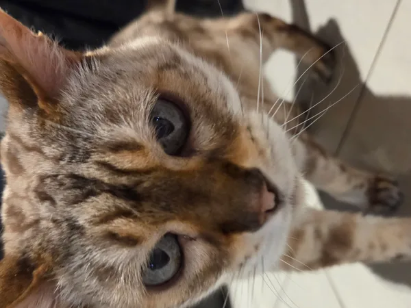 Wolfie, grey tabby cat